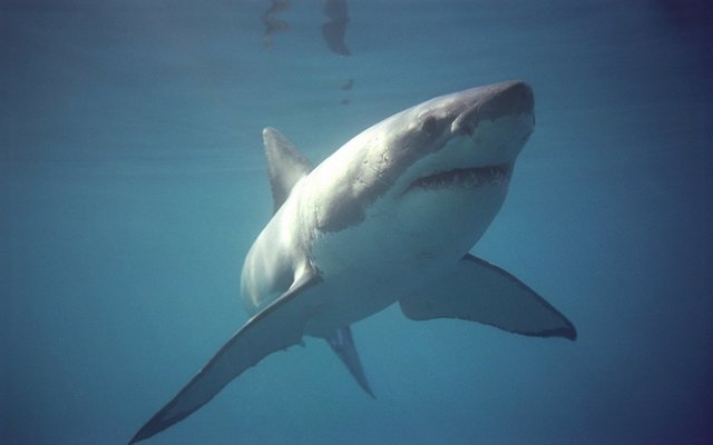Great White Sharks